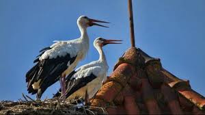 White Storks in Algarve